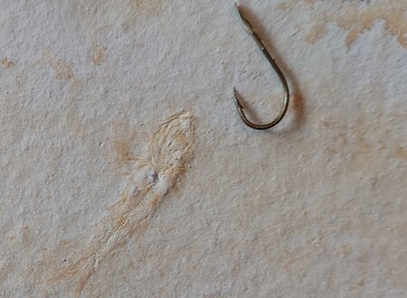 Fossiler Fisch und Angelhaken liegen nebeneinander auf einer hellen Steinoberfläche.